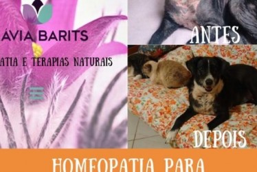 Cadela Lisbela e o Tratamento com a Homeopatia