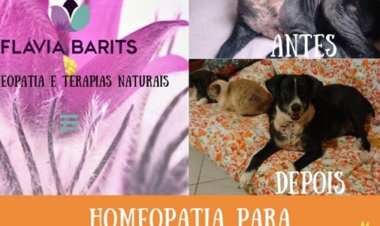 Cadela Lisbela e o Tratamento com a Homeopatia